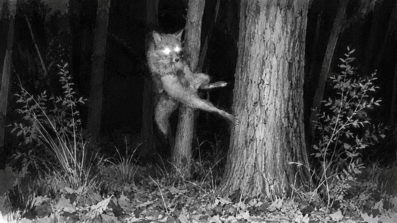 Fox in the Forest